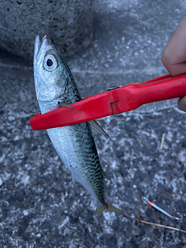 サバの釣果