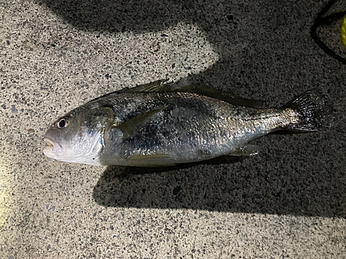 ゴマサバの釣果