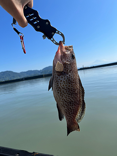 オオモンハタの釣果