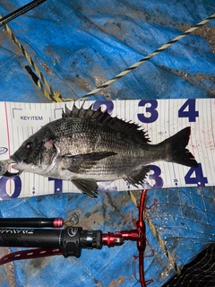 クロダイの釣果