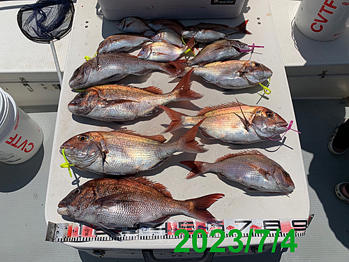 マダイの釣果