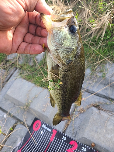 ブラックバスの釣果