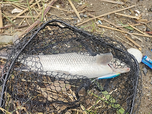 ニゴイの釣果