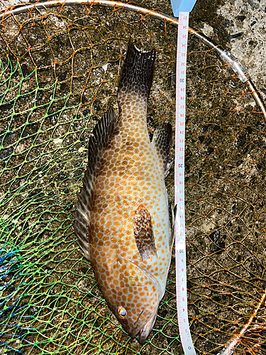 オオモンハタの釣果