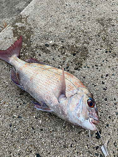 マダイの釣果