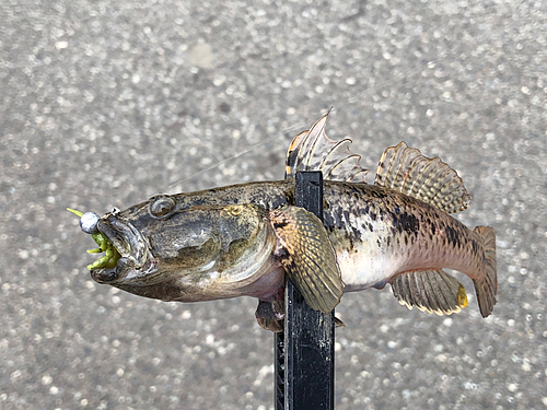 ウロハゼの釣果