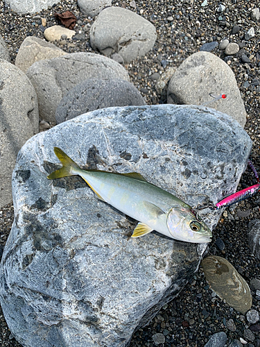 ワカナゴの釣果