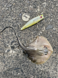 エイの釣果