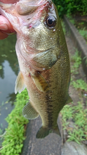 ラージマウスバスの釣果