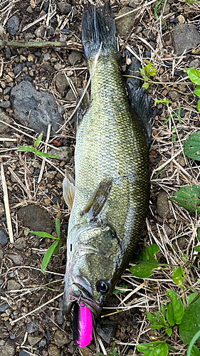 ブラックバスの釣果