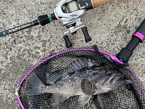 クロソイの釣果