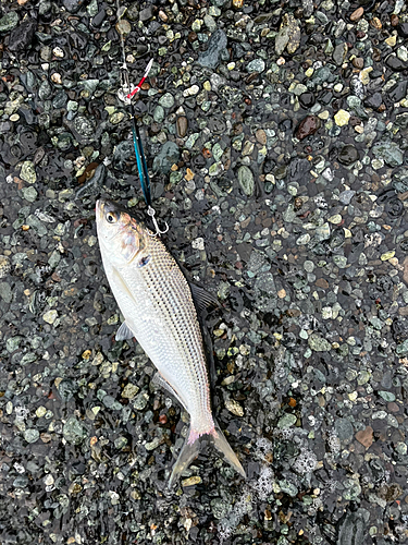 コノシロの釣果