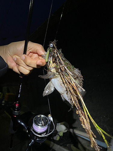 クロメバルの釣果