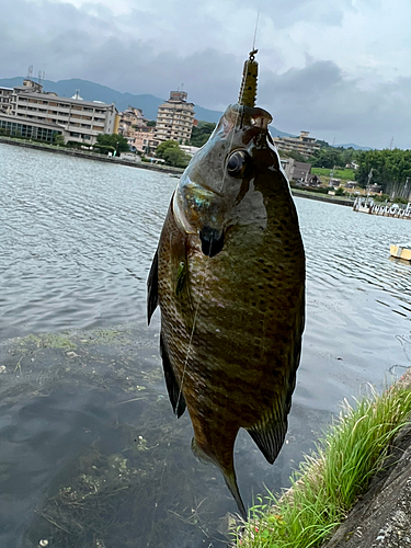 ブルーギルの釣果