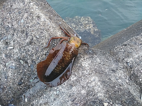 アオリイカの釣果