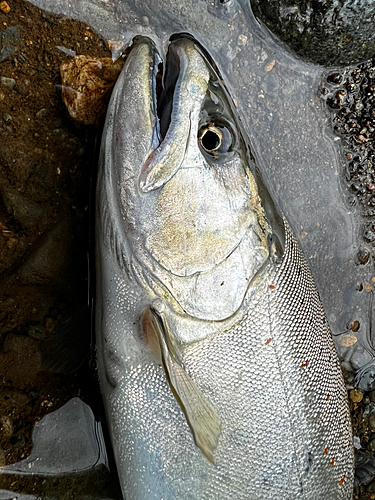 アマゴの釣果