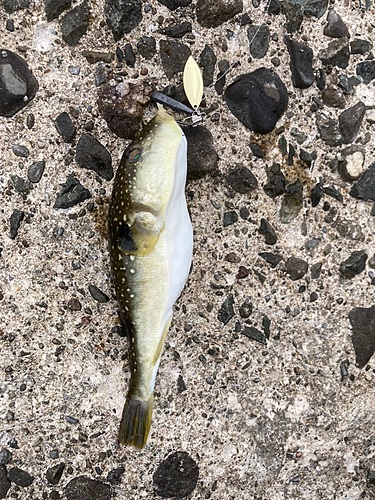 クサフグの釣果