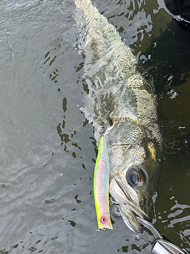 シーバスの釣果