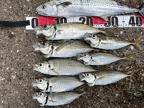 アジの釣果