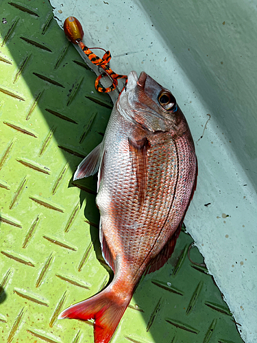 マダイの釣果