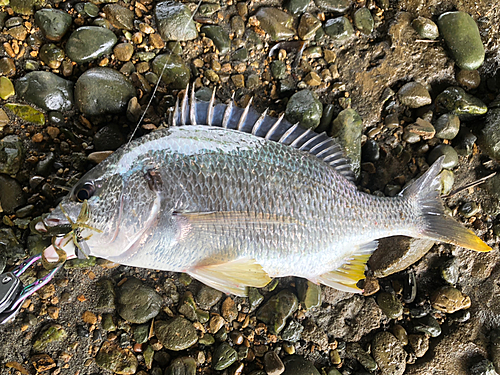 キビレの釣果