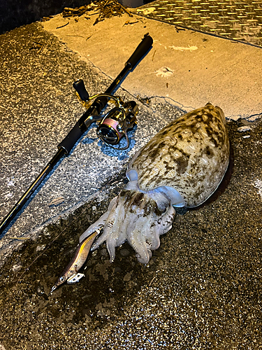 コウイカの釣果