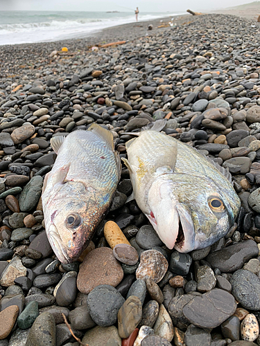 キビレの釣果