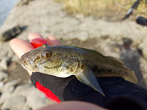 ハゼの釣果