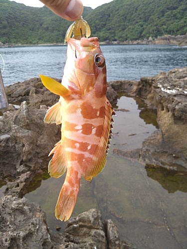 アカハタの釣果