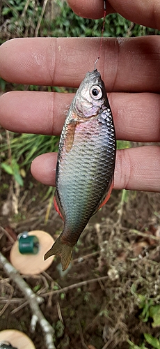 ヤリタナゴの釣果