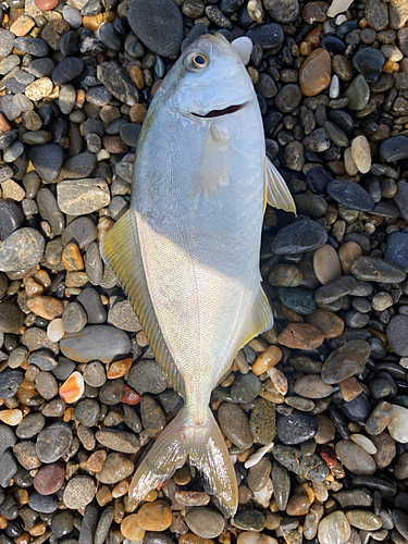 ショゴの釣果