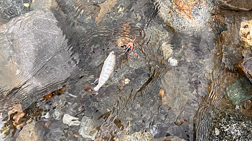 アマゴの釣果