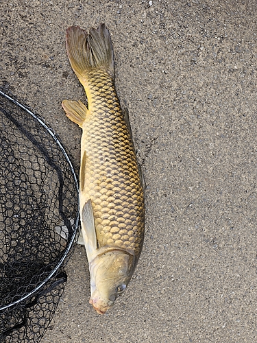 コイの釣果