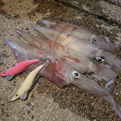 ケンサキイカの釣果