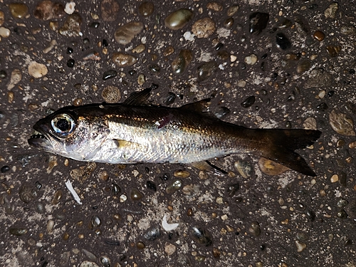 ムツの釣果