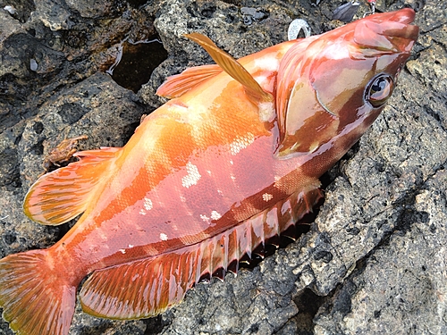 アカハタの釣果