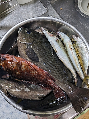 アジの釣果