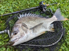 キビレの釣果