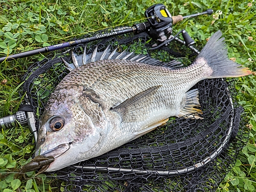 キビレの釣果