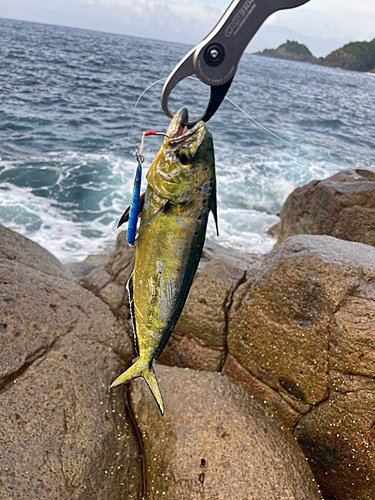 シイラの釣果