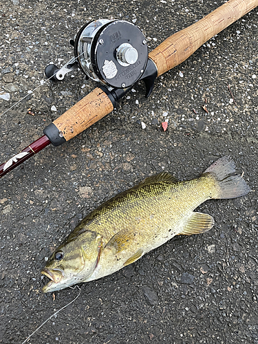 スモールマウスバスの釣果