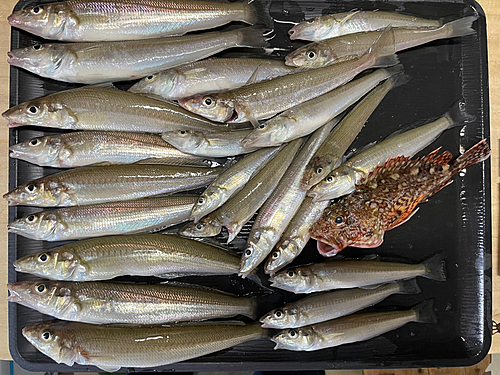 シロギスの釣果