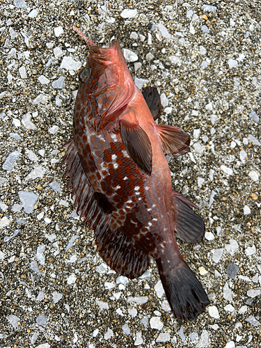 アコウの釣果