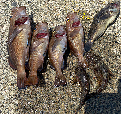 エゾメバルの釣果