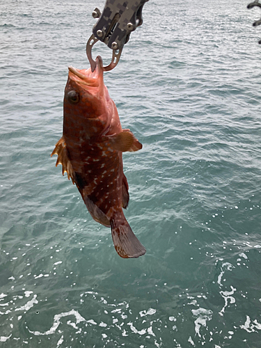 キジハタの釣果