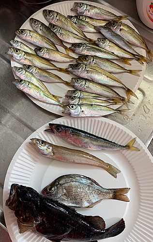 アジの釣果