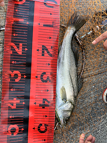 シーバスの釣果