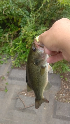 ラージマウスバスの釣果