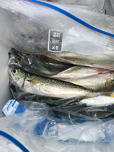 サバの釣果