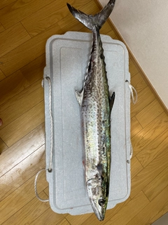 サワラの釣果